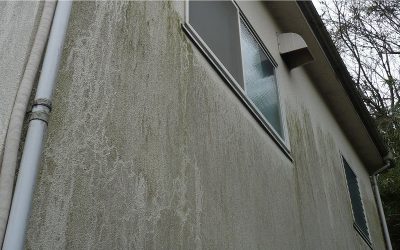 カビ・コケの発生した外壁